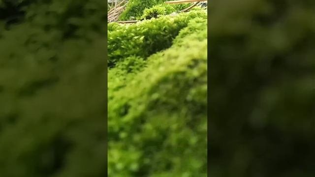1007100246.mp4