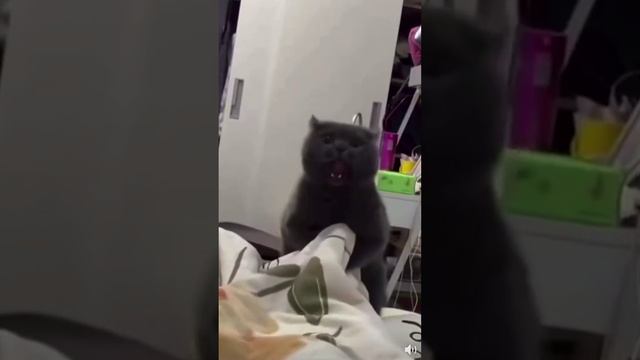 😈 Злодейский кот