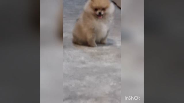 InShot_20241130_053131153.mp4
