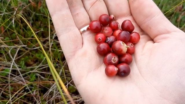 Сбор клюквы, черноплодка. Болотный ящер.