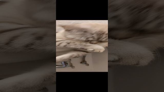 22.05.2023 Шлёпа умывается