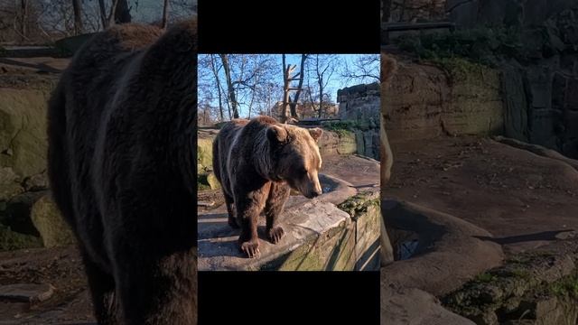 Медведица Эшли в Калининградском зоопарке