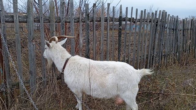 Козы Бараны Животные в Деревне