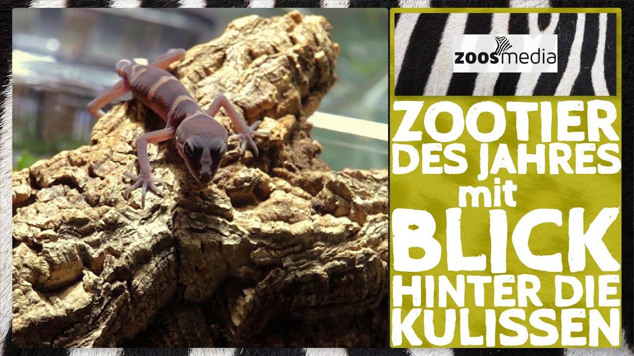 Kölner Zoo_ Artenschutz für GECKOS _ zoos.media (360p)