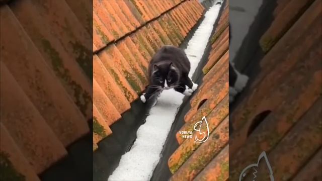сумашедший кооот!!
