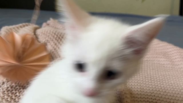 Котенок