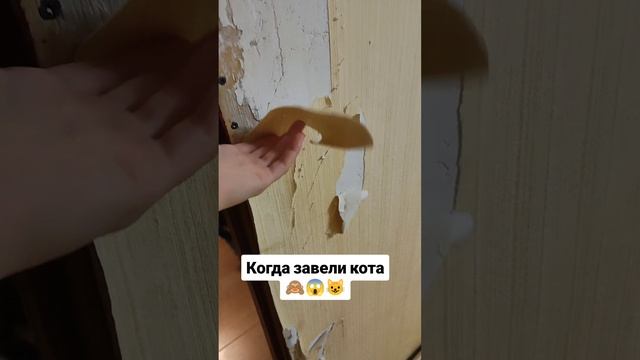 Когда завели кота 🙈😱