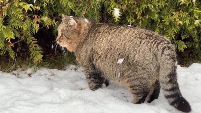 ✨ Котики ✨ Милые котики✨ Барсик