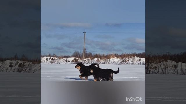 Монгол Банхар Султан нянька Банхарят
