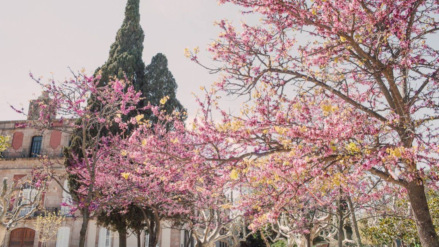 Поездка по весенней цветущей Барселоне