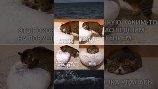 #meme #cat #коты #мемы