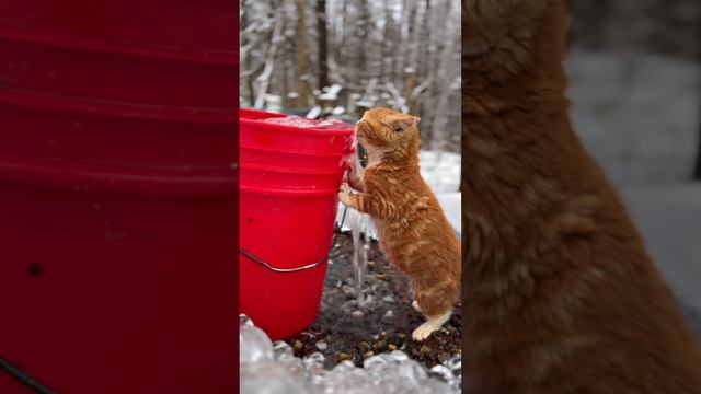 С 1 днем зимы ❄️☃️