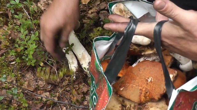 ГРИБАБАС напал на грибы.