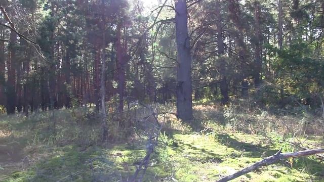 9. Экология от лесника. ЗАПОВЕДНИК