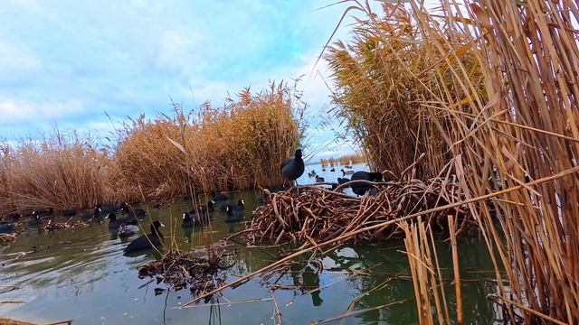 Поставил камеру на озере. Кормлю водных обитателей.