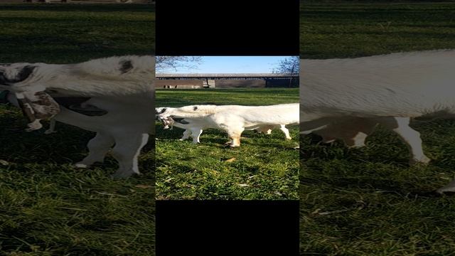 1000340169.mp4