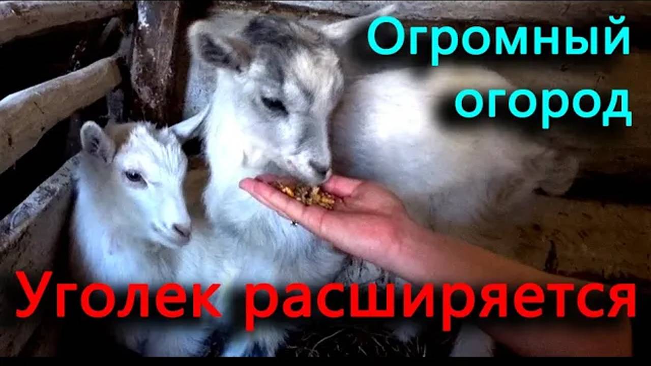 Стройка кипит, терраса набирает объёмы. Теперь у нас есть кабачковая плантация.