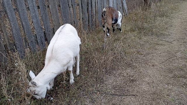 Животные в Деревне