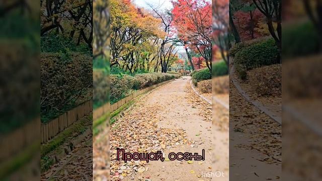 Прощай, осень🍁.mp4