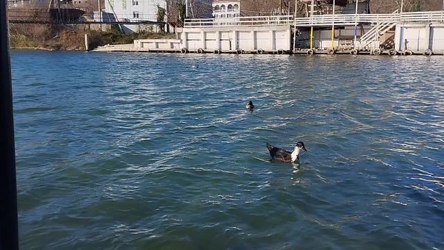 Уточки на реке. Где можно встретить живность. Черное море, река Нечепсуха