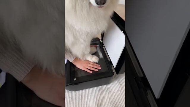 Мы в ВК https://vk.com/life_of_cats