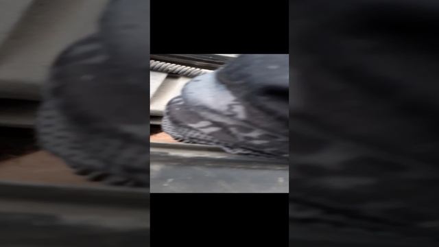 где щуп на рено Сандера