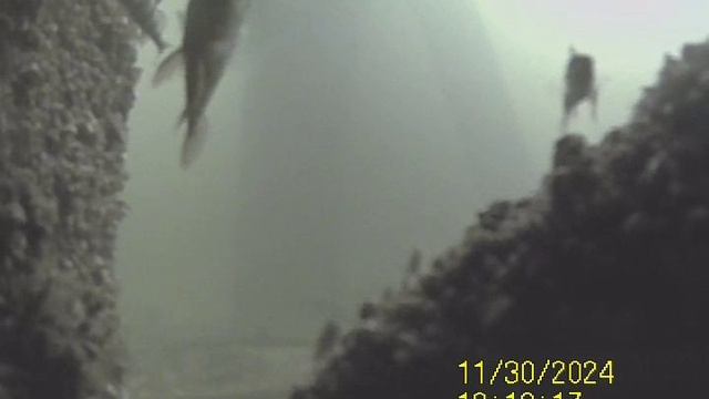 1000034042.mp4Волга гл.5м.30.11.2024г.