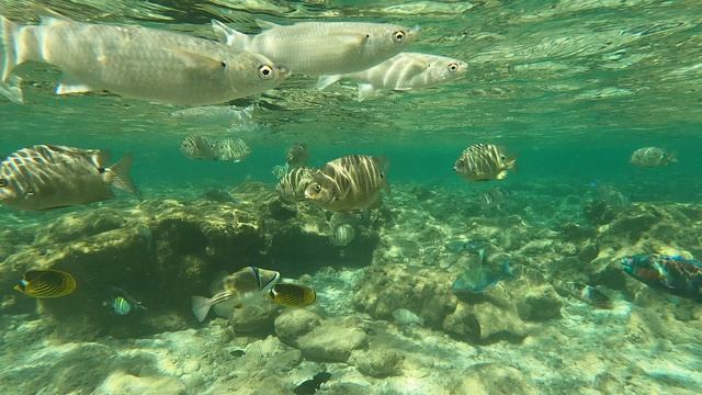 Кормление рыб на мелководье, Красное море, залив Акаба, Египет, ноябрь 2024
