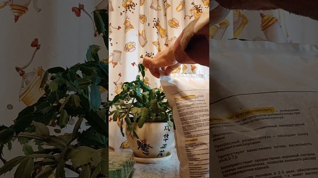 Декабрист (шлюмбергера)