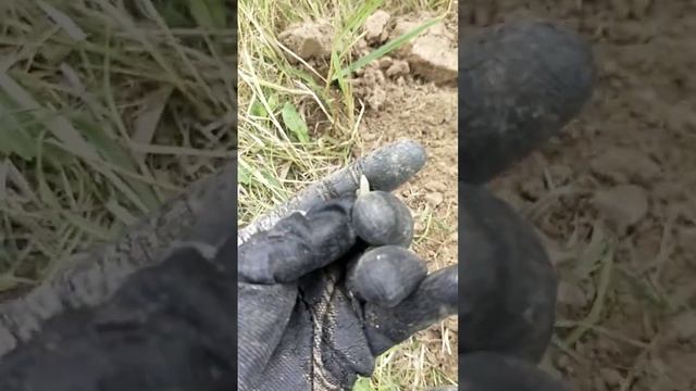 копаем в лесу