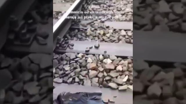 Птицы повально мрут.  от украинского зерна