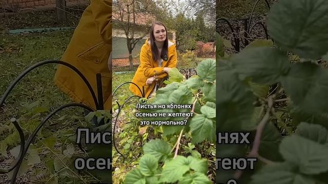 Для яблони ЭТО НОРМАЛЬНО!