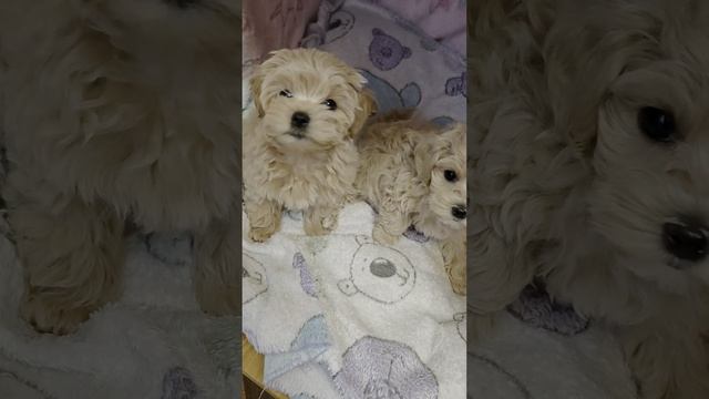 Мальтипу мой тел 89064680550.mp4