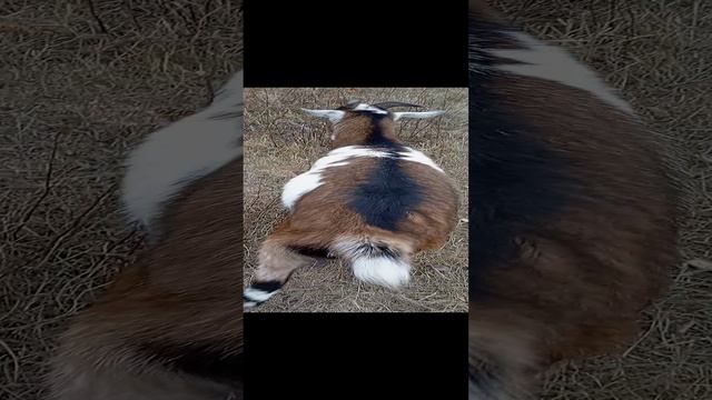 Животные в Деревне