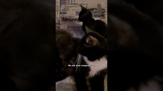 Ох, резиночка #джеки #бусинка #черри #кот #кошка #котёнок #кошки #питомцы
