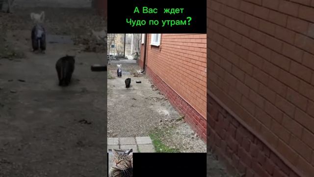 А вас ждет чудо по утрам?