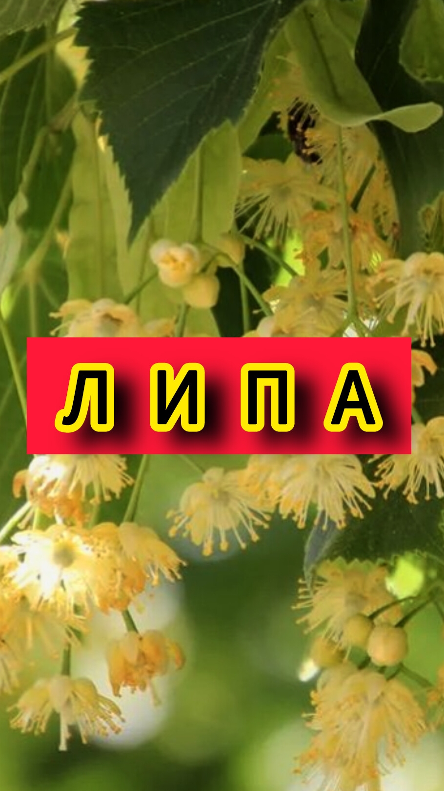 Свойства липы