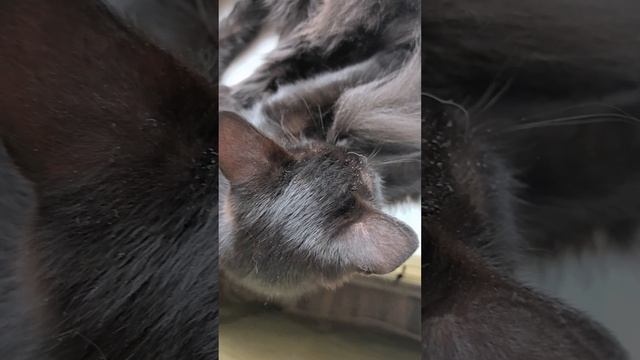 Все красавцы расписные #хан #джеки #бусинка #черри #коты #кошки #питомцы