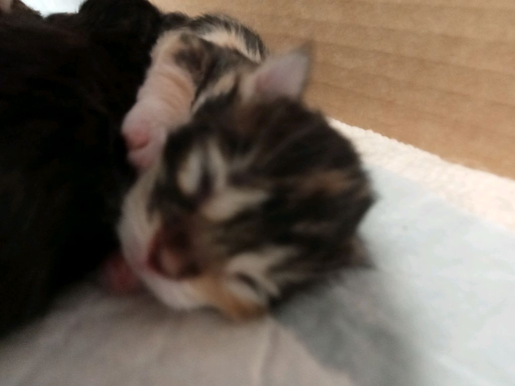 котята и отвечаю на вопросы