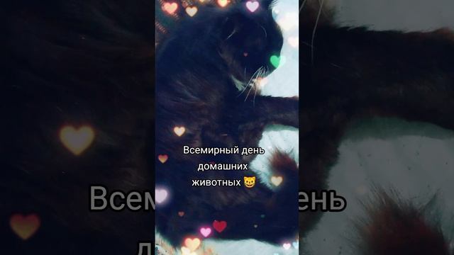 Поздравляю 😺
⠀
#деньживотных #кайфули #кареглазаяблондинка #AlinaKlyukva #люблюкошек