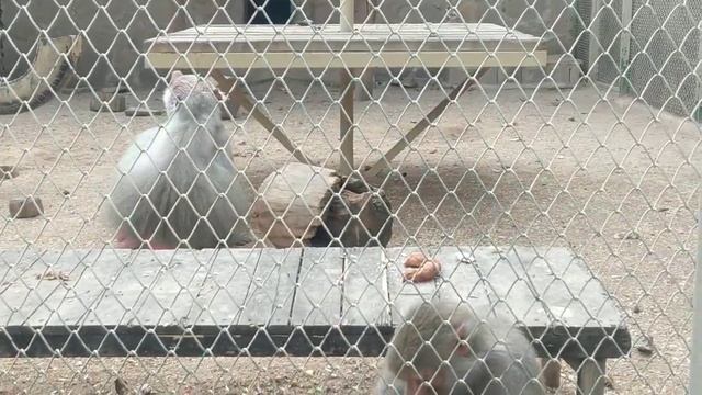 Обезьяны в зоопарке Антальи: Веселье и дружба