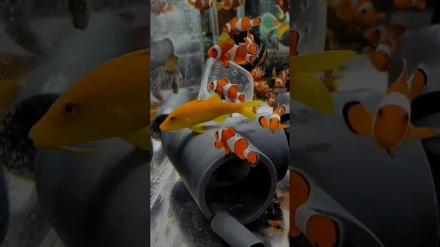 "Калипсо Аква"