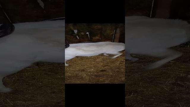 Животные в Деревне