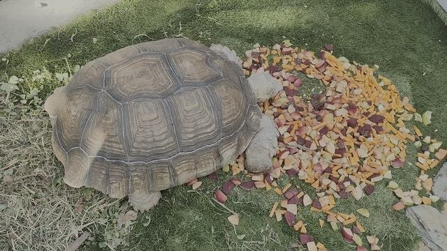 1000017601.mp4