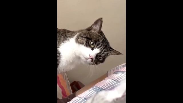Всячинки