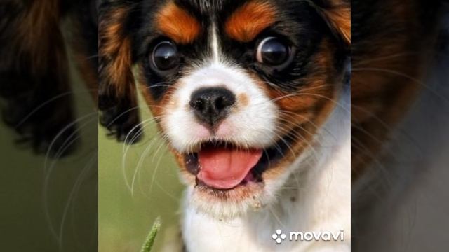 расслабляющая мелодия с картинками, с собакой.🐶