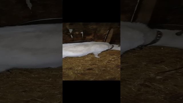 Животные Козы