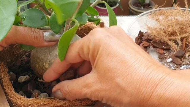Необычный эпифит Хиднофитум Папуанум #Hydnophytum PAPUANUM