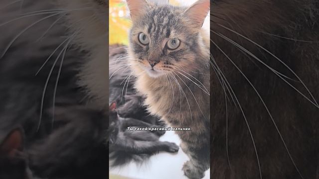 Котодетки разлеглись #джеки #черри #бусинка #хан #кошки #коты #питомцы