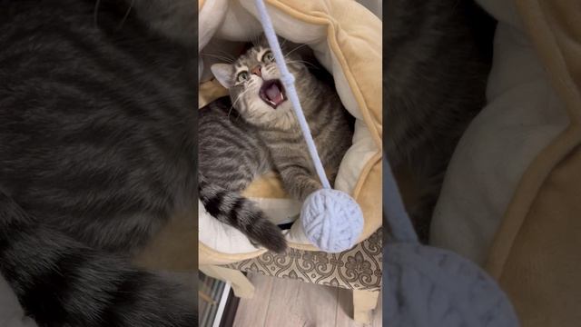 Котик играет